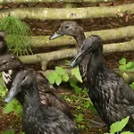 Viikingite Kuela Gasthuis