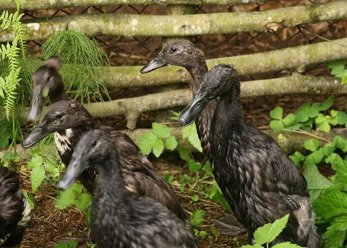 Viikingite Kuela Vendégház